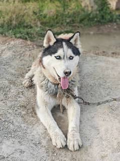 Siberian husky age 1.5 years