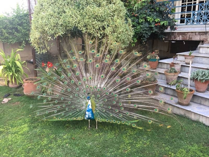 spalding Black shoulder peacock and White Turkey 1