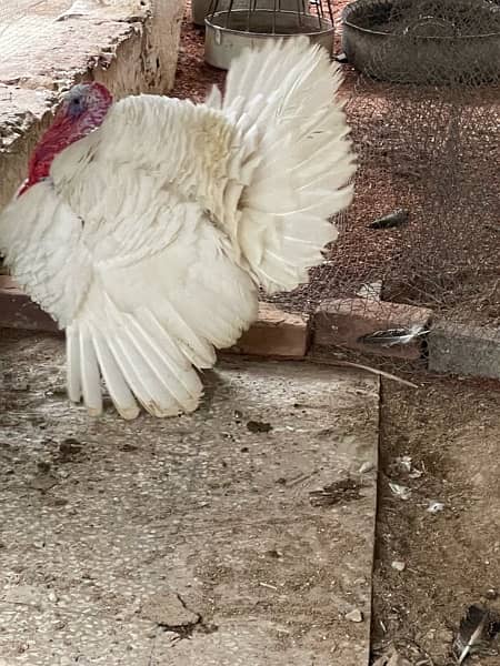 spalding Black shoulder peacock and White Turkey 2
