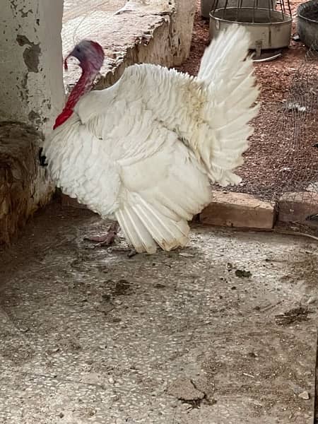 spalding Black shoulder peacock and White Turkey 3