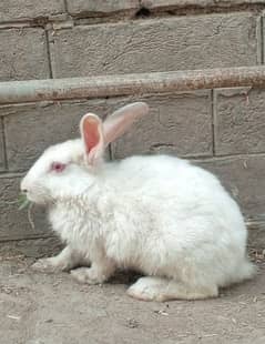 Pure white rabbit for sale