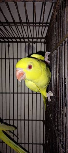 yellow parrot 03214370879