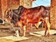 Beautiful Bull for Eid ul Azhar, قربانی کے لیے خوبصورت بیل