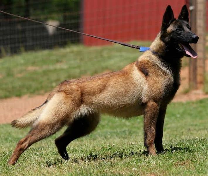 Belgian malinois puppies K9 working Microchip pedigree Quality 6