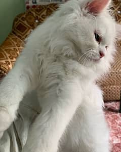 persian adult cat