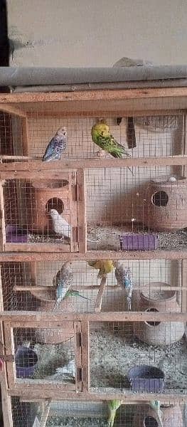 complete set up of Australian parrots. 9x pairs, 8x mix aur 13x chicks 2