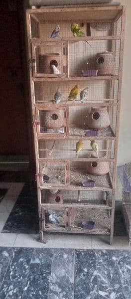 complete set up of Australian parrots. 9x pairs, 8x mix aur 13x chicks 4