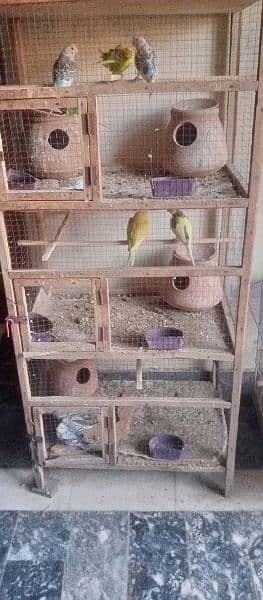 complete set up of Australian parrots. 9x pairs, 8x mix aur 13x chicks 5