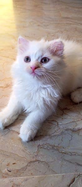 male and female Persian kitten for sale age 2 months 1