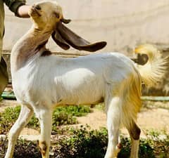Goats for Sale