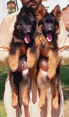 German Shepherd pair age 3 months for sale