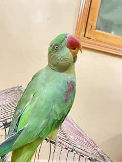 Pahari parrot age 10 month