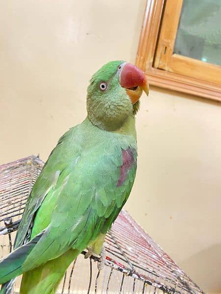 Pahari parrot age 10 month 0