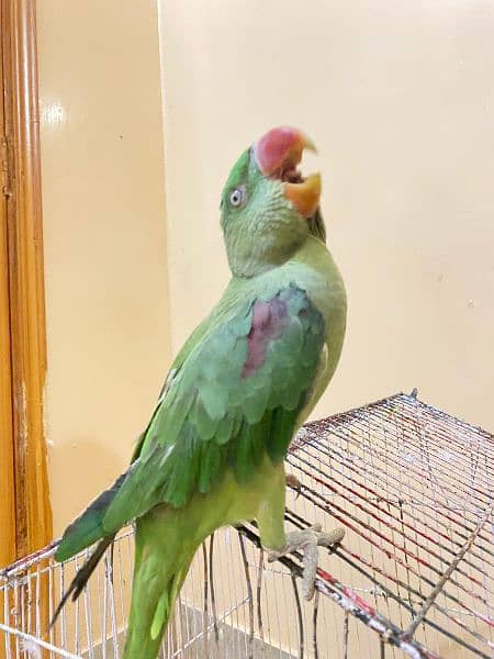 Pahari parrot age 10 month 1