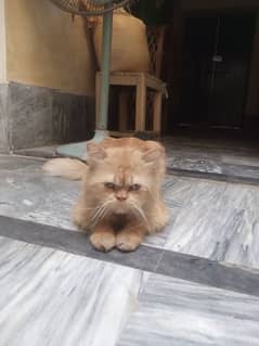 Persian Male for sale
