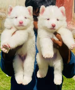 Pure russion puppy | pink nose russion puppy for sale