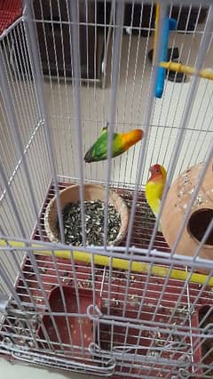 parrot pair for sale with cage