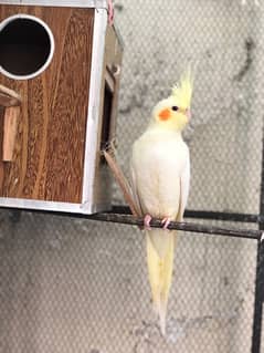 yellowish Color cockateil breeder female