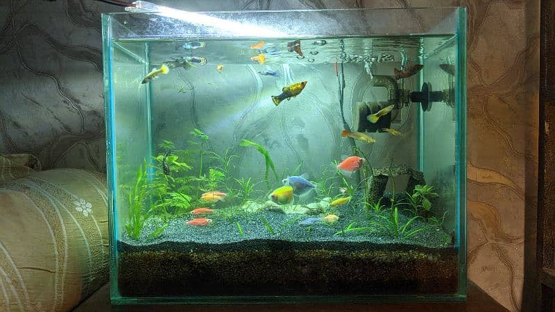 aquascape aquarium for sale - Fixed Price 0