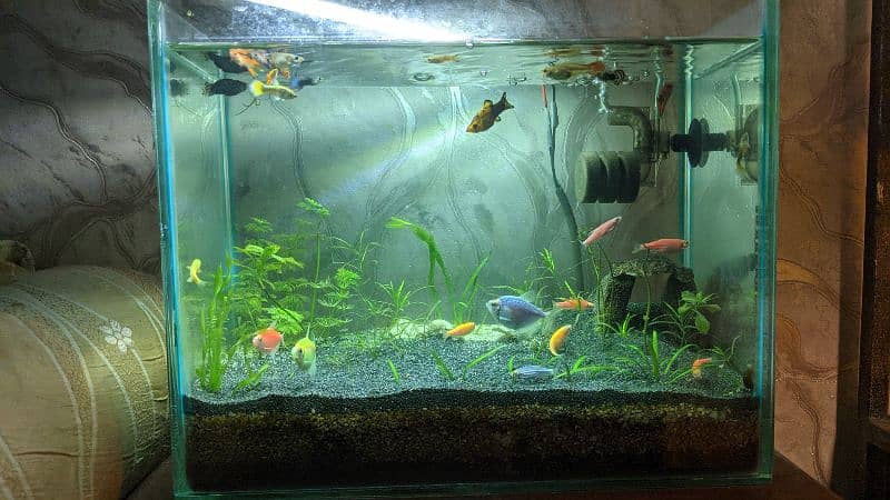 aquascape aquarium for sale - Fixed Price 1