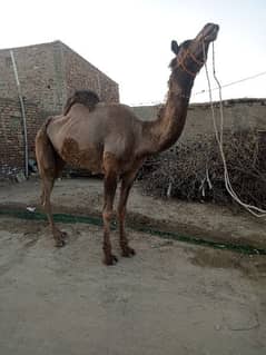 camel female
