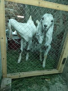 2 male baby goats age 4 month