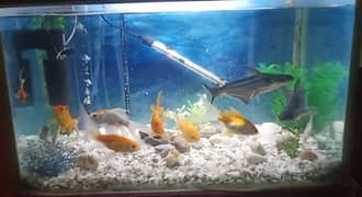 Aquarium with Fishes