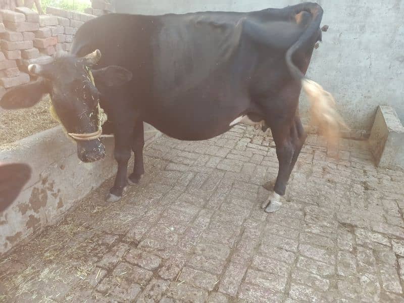 pur walayi cow 3