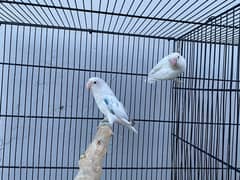 love birds breeder pairs and chick for sale in good condition