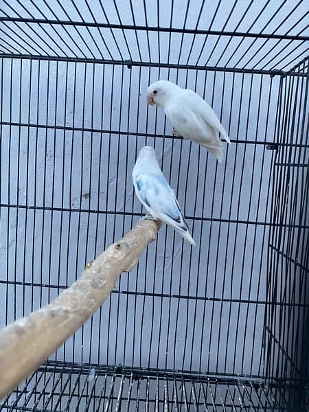 love birds breeder pairs and chick for sale in good condition 1