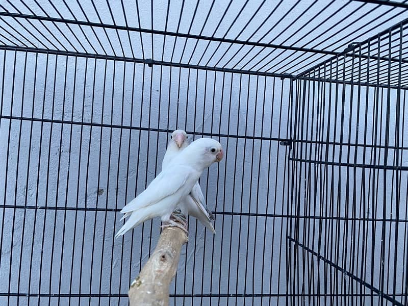 love birds breeder pairs and chick for sale in good condition 2