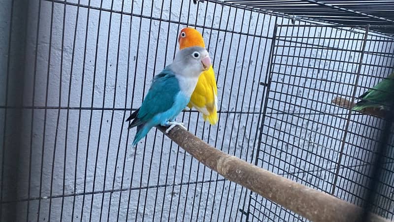 love birds breeder pairs and chick for sale in good condition 3