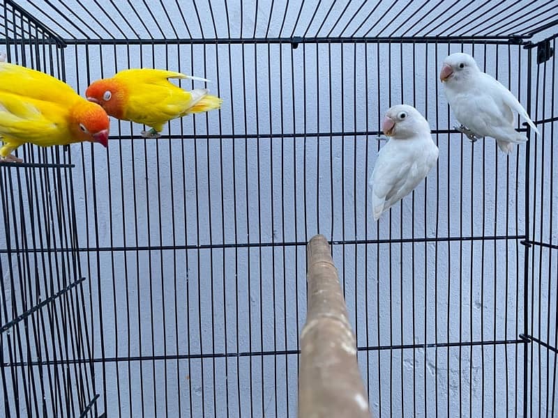 love birds breeder pairs and chick for sale in good condition 4