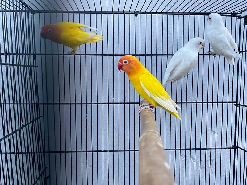 love birds breeder pairs and chick for sale in good condition 6