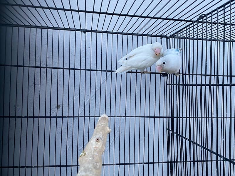 love birds breeder pairs and chick for sale in good condition 7