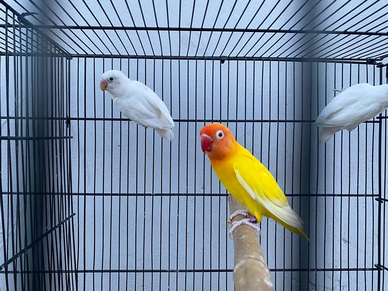 love birds breeder pairs and chick for sale in good condition 8