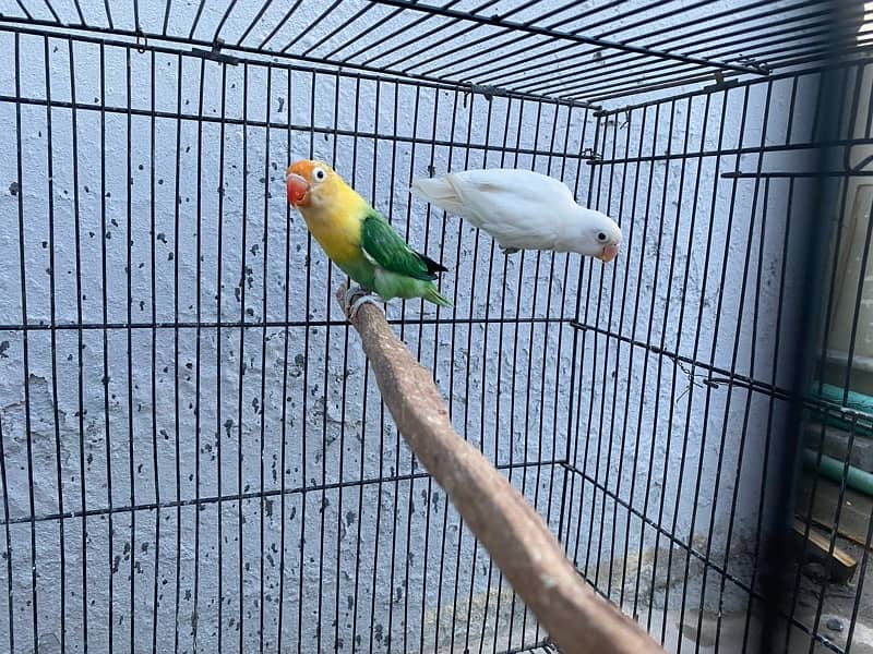 love birds breeder pairs and chick for sale in good condition 9
