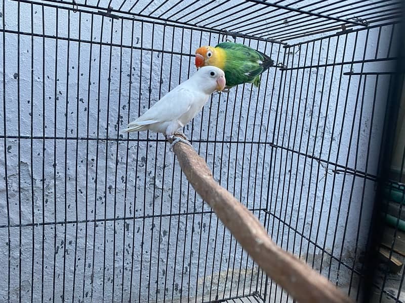 love birds breeder pairs and chick for sale in good condition 10