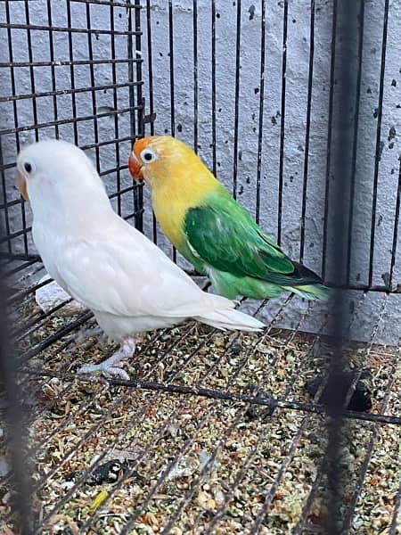 love birds breeder pairs and chick for sale in good condition 11