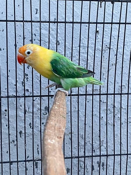 love birds breeder pairs and chick for sale in good condition 12
