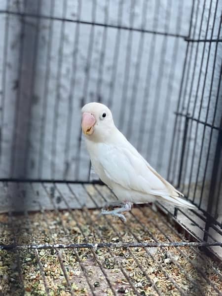 love birds breeder pairs and chick for sale in good condition 13