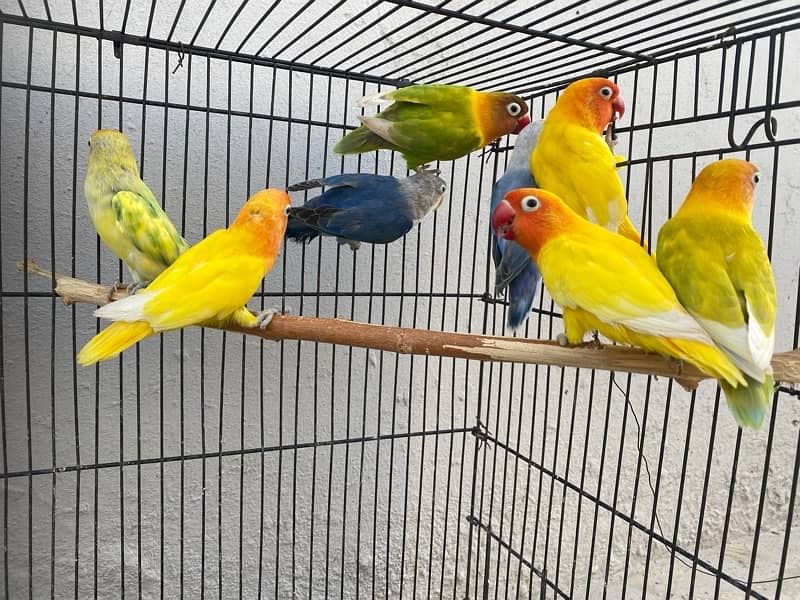 love birds breeder pairs and chick for sale in good condition 14