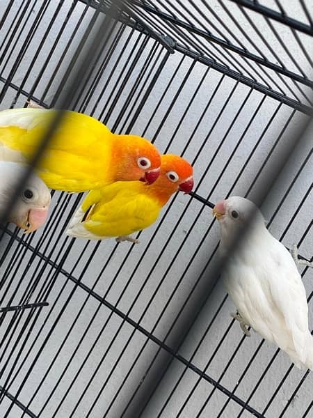 love birds breeder pairs and chick for sale in good condition 15
