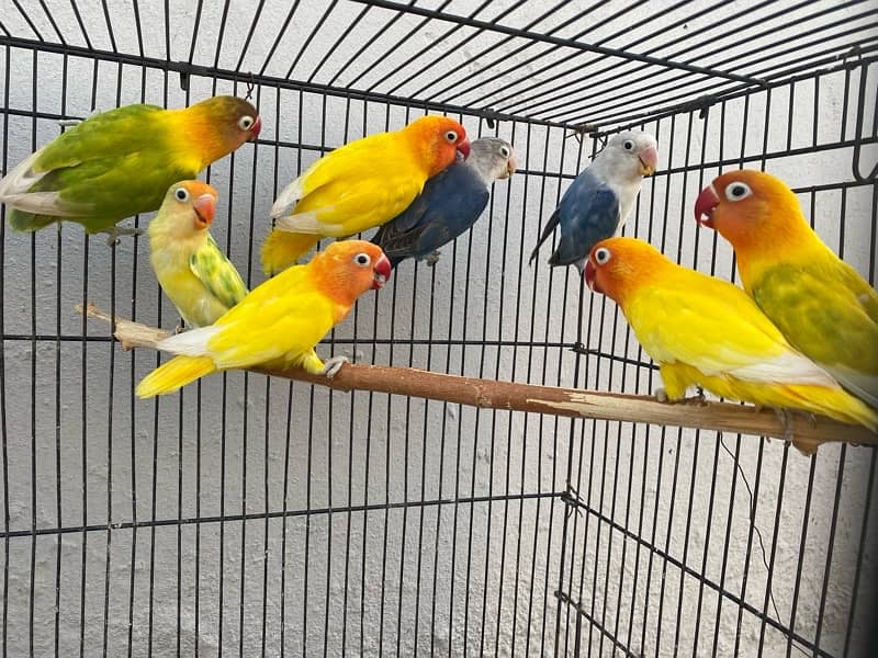 love birds breeder pairs and chick for sale in good condition 16