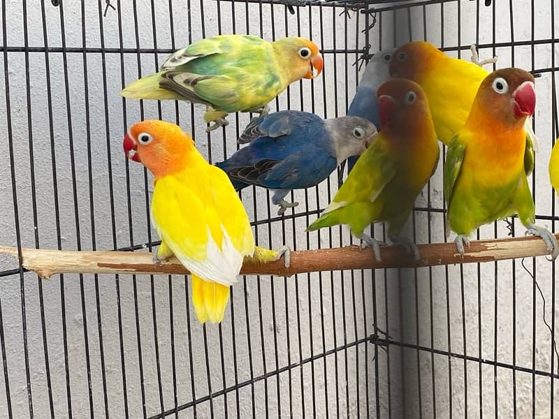 love birds breeder pairs and chick for sale in good condition 17