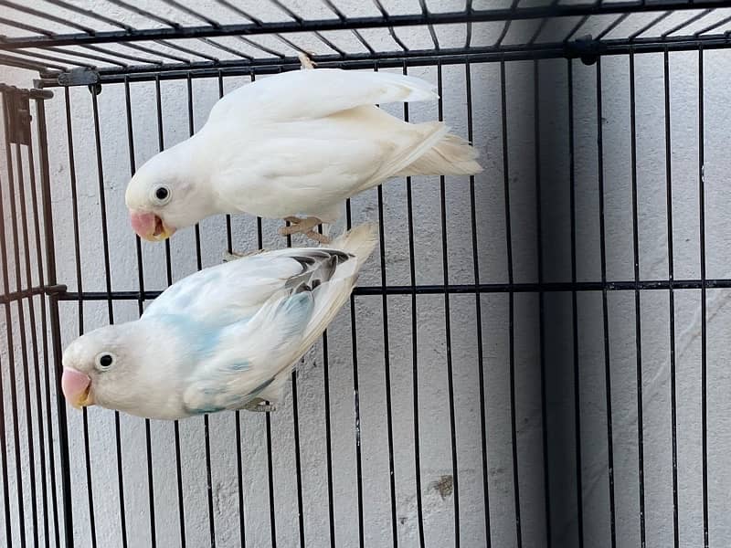 love birds breeder pairs and chick for sale in good condition 18