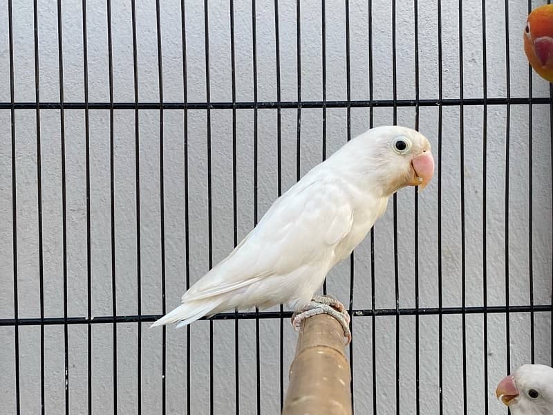 love birds breeder pairs and chick for sale in good condition 19