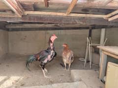 Aseel murgha and murghi for sale with chicks 0