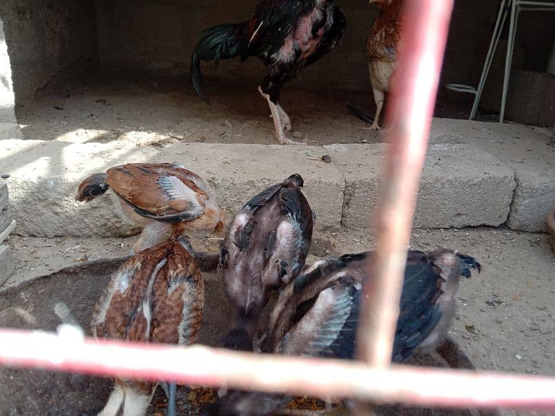 Aseel murgha and murghi for sale with chicks 1