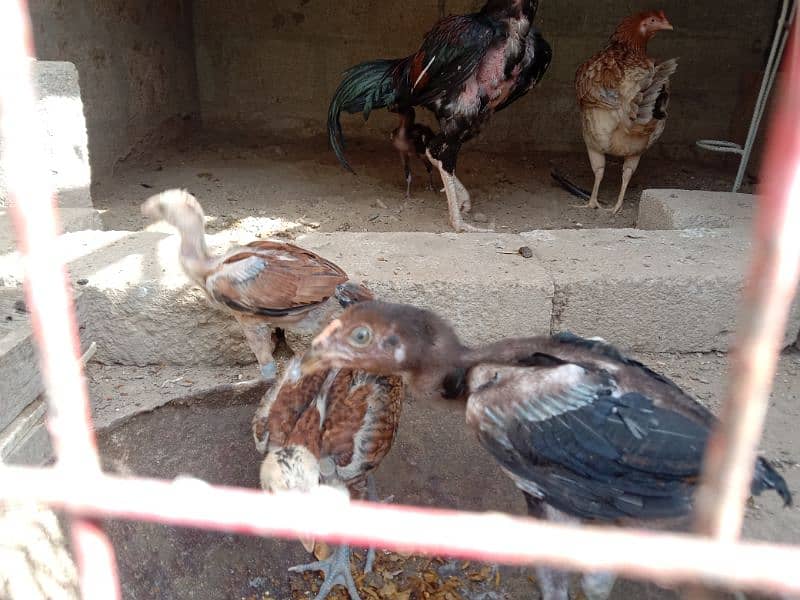 Aseel murgha and murghi for sale with chicks 2
